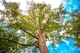 Best Lot and Land Clearing  in Manassas, VA