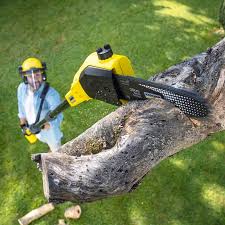 Best Tree Trimming and Pruning  in Manassas, VA