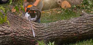 How Our Tree Care Process Works  in  Manassas, VA