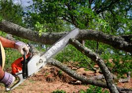 Best Weed Control  in Manassas, VA