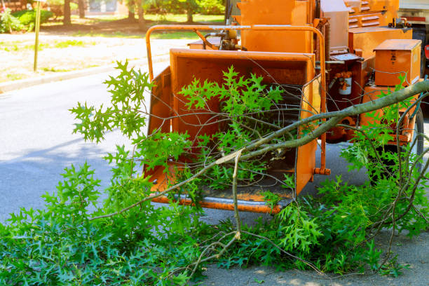 Best Landscape Design and Installation  in Manassas, VA