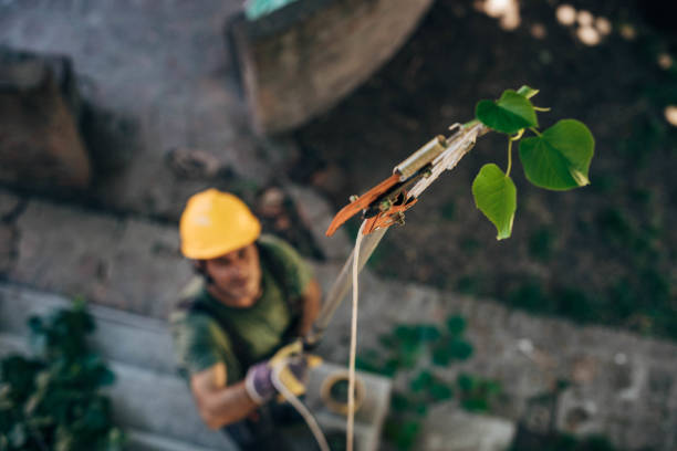 Best Firewood Processing and Delivery  in Manassas, VA