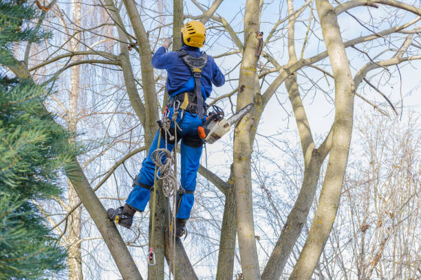 Best Hedge Trimming  in Manassas, VA