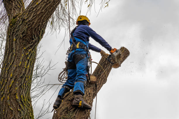 Best Tree Mulching  in Manassas, VA