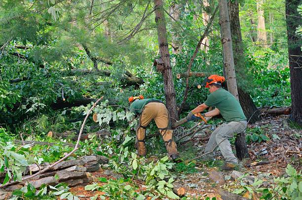 Best Seasonal Cleanup (Spring/Fall)  in Manassas, VA