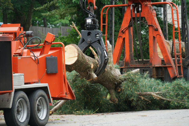 Best Commercial Tree Services  in Manassas, VA