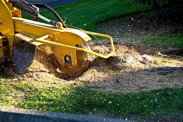 Best Tree Health Inspection  in Manassas, VA