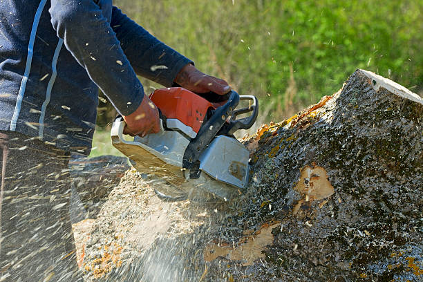 Best Organic Lawn Care Solutions  in Manassas, VA