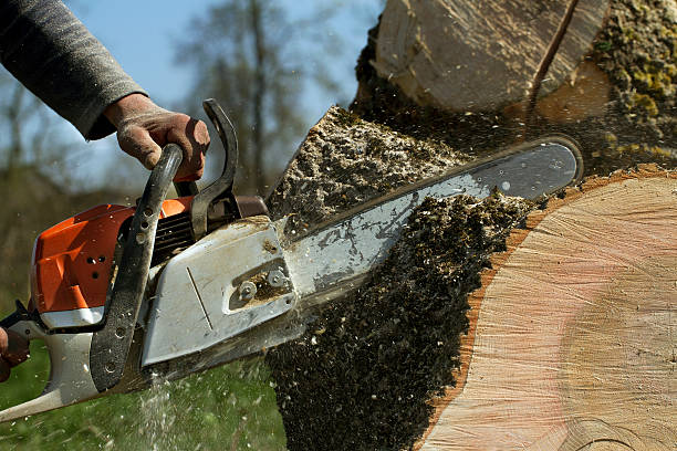 Best Stump Grinding and Removal  in Manassas, VA
