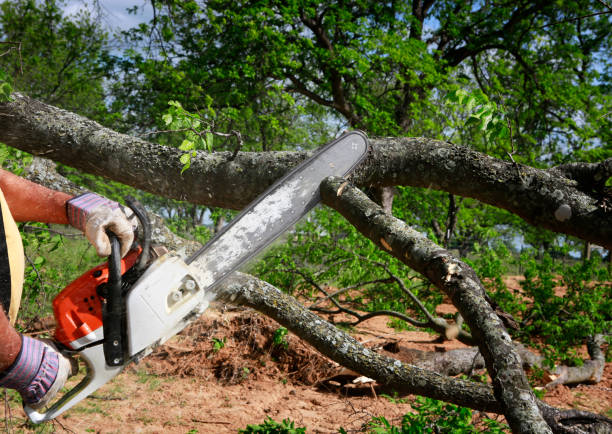 Best Soil Testing and Treatment  in Manassas, VA