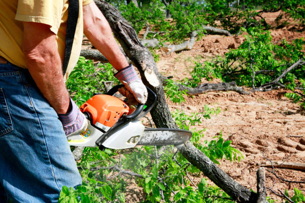 Reliable Manassas, VA Tree Services Solutions